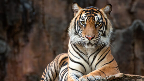 Wallpaper Sitting, Stare, With, Tiger, Background, Blur, Look, Mountain, Closeup, View