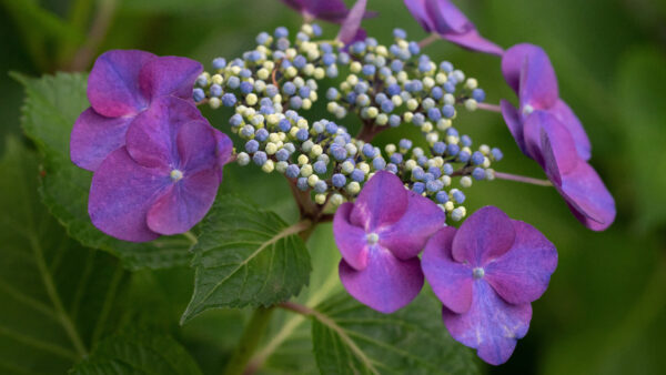 Wallpaper Flowers, Petals, Leaves, Desktop, Green, Purple, Mobile, Buds, Dark, Plants, Hydrangea