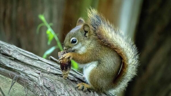 Wallpaper Tree, Light, Brown, Fur, Blur, Nut, Eating, Trunk, Background, White, Standing, Squirrel