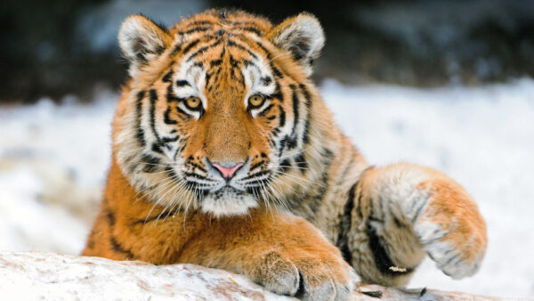 Wallpaper Background, Look, Stare, Tiger, Snow, Blur, With