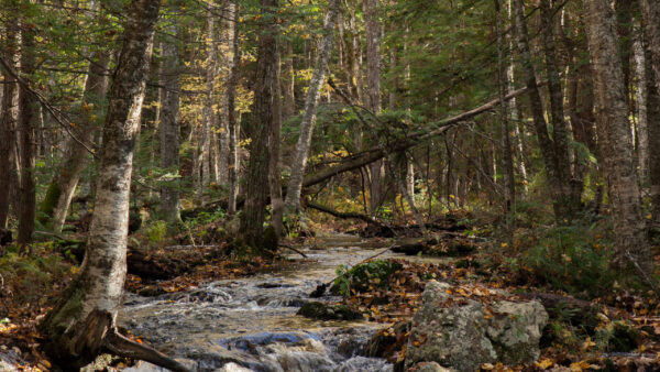 Wallpaper Between, Trees, Stream, Nature, Water, Forest