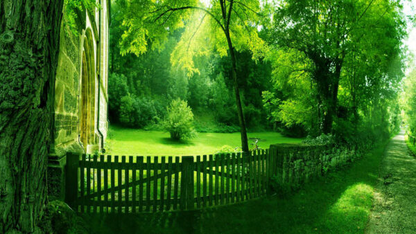 Wallpaper Plants, Fence, Aesthetic, Scenery, Trees, Wood, Grass, Bushes, Green