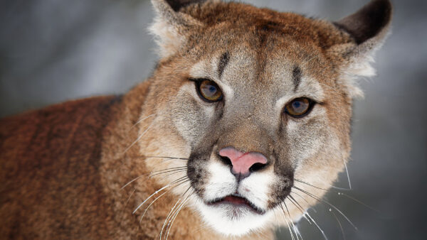 Wallpaper Cougar, View, Big, Stare, Look, With, Closeup, Animals, Cat