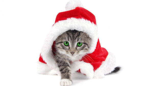 Wallpaper Christmas, Cat, With, Cute, Santa, Eyes, Green, Cap, Claus, Background, White