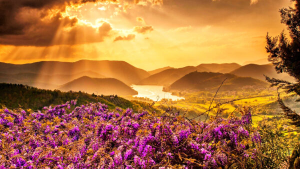 Wallpaper Sunrise, Mountains, Field, Sky, Flowers, During, Background, Clouds, Black, Yellow, Under, Purple