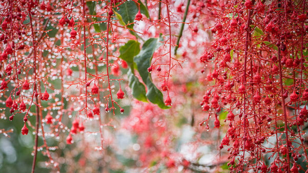 Wallpaper Red, Garden, Blossom, Bokeh, Flowers