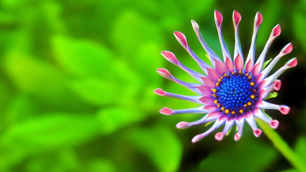 Wallpaper Flower, Blur, Flowers, Green, Blue, Background, Pink
