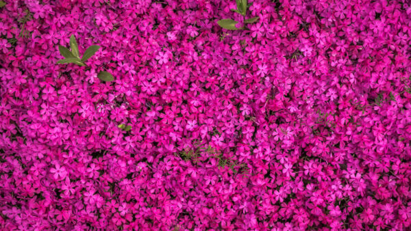 Wallpaper Flowers, With, Leaves, Pink, Bunch, Green