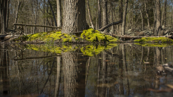 Wallpaper Woods, Reflection, Covered, Trunk, Water, Tree, Algae, Swamp, Nature