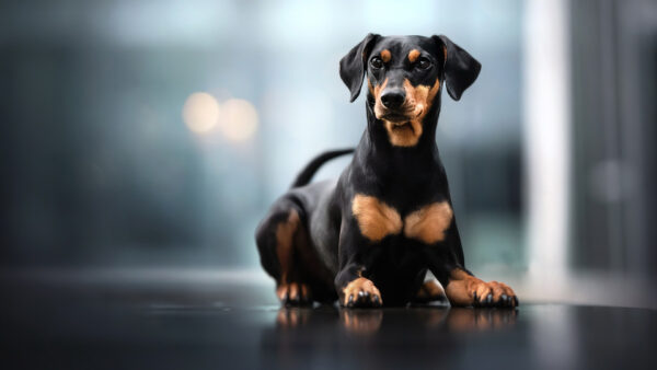 Wallpaper Brown, Sitting, Doberman, Black, Pinscher, Dog, Floor, Background, Blur