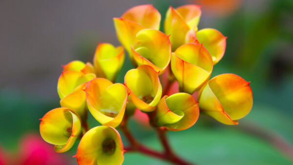 Wallpaper Blur, Flowers, Bokeh, Euphorbia, Yellow, Mobile, Background, Desktop, Petals, Light