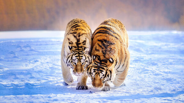 Wallpaper Snow, Tigers, Tiger, Two, Are, Standing