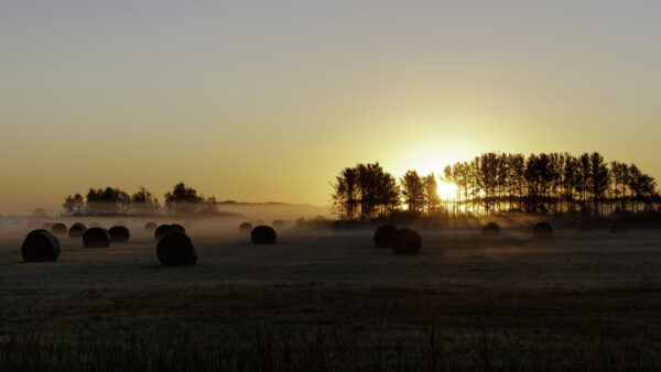 Wallpaper Fog, Background, Mobile, Desktop, Trees, Nature, Grass, Sunlights, With, Field, Green