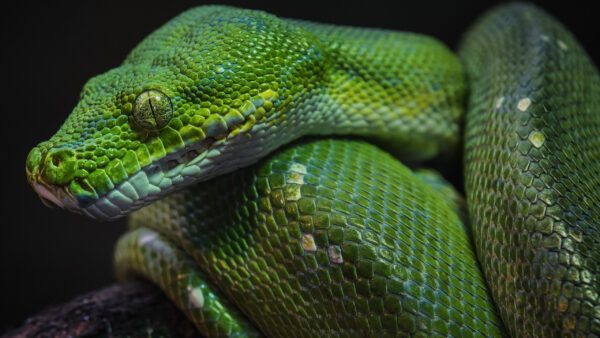 Wallpaper Snake, Python, Black, Green, Background, Closeup, View