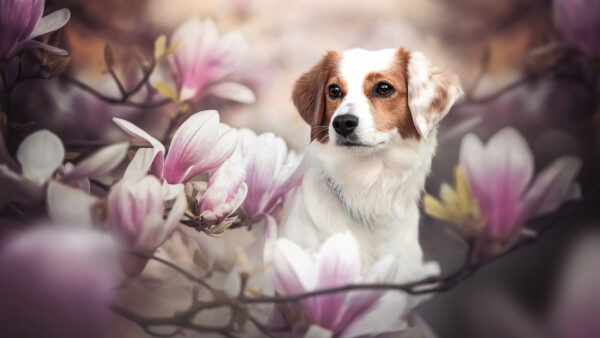 Wallpaper Dog, Plants, Surrounded, Kooikerhondje, Flowers, Magnolia