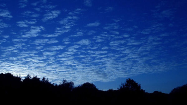Wallpaper Forest, Aesthetic, Background, Blue, Sky, Trees