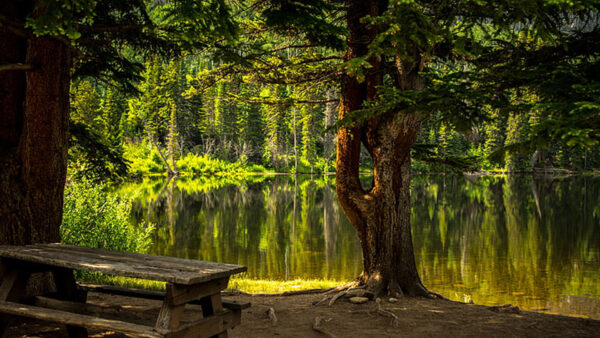 Wallpaper Reflection, Nature, Bench, Forest, Daytime, During, Trees, Water, Lake, Leaves, Green, Wood