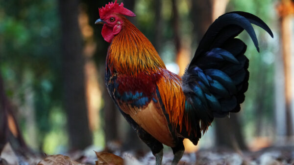 Wallpaper Standing, Birds, Background, Rooster, Bokeh, Blur