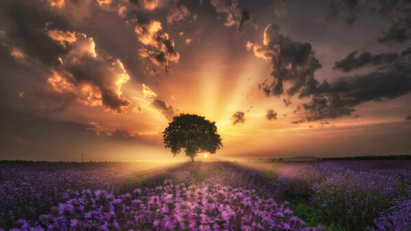 Wallpaper Purple, Tree, Grass, Nature, Field, Sky, Clouds, During, Flowers, Sunset, Under
