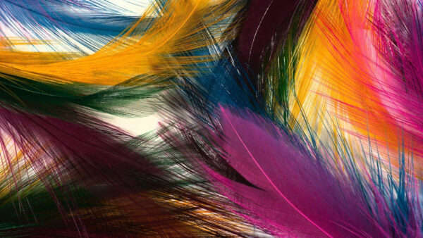 Wallpaper Pink, Feathers, Green, Blue, Colorful, Yellow