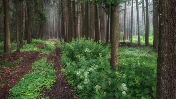 Wallpaper Background, Trees, Forest, Plants, Between, Nature, Bushes, Path, Green