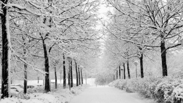 Wallpaper White, Trees, Forest, Snow, Background, Frost