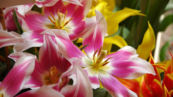 Wallpaper Yellow, White, Blur, Background, Pink, Flowers
