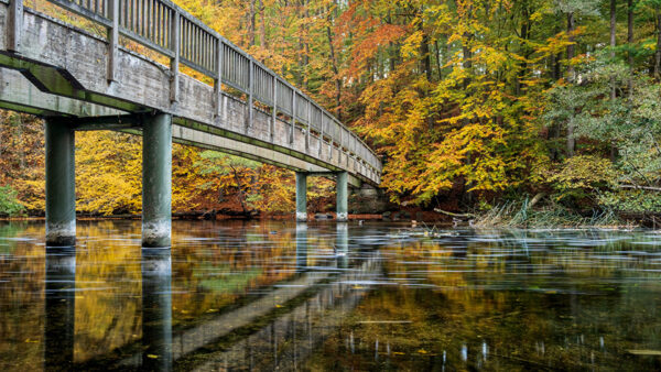 Wallpaper River, During, Water, Wood, Trees, Colorful, Autumn, Reflection, Above, Bridge, Leaves, Daytime