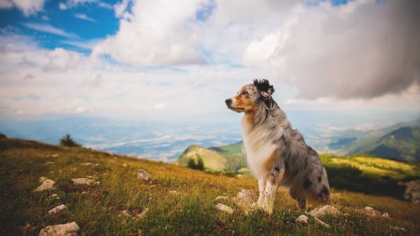 Wallpaper Green, Dogs, Border, Field, Sitting, Collie, Sky, Clouds, Under, Grass, Blue, Dog, White