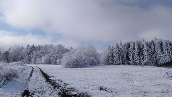 Wallpaper Trees, Field, Mist, Covered, Winter, Grass, Spruce, Frost, Forest, Blue, Sky, Under, Clouds, White, Snow