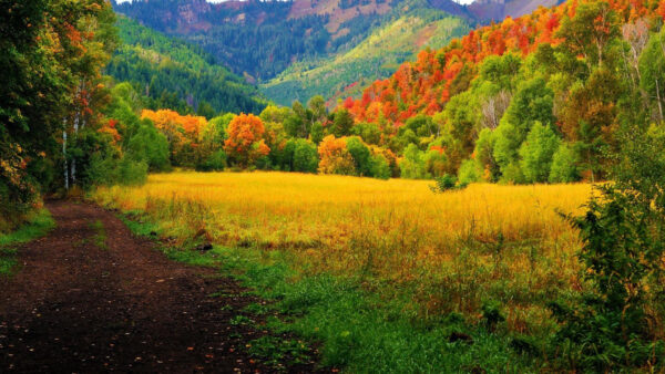 Wallpaper Background, Colorful, Fall, Autumn, Between, Field, And, Grass, Path, Trees, Mountain, Sand, Green