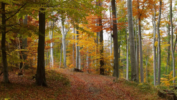 Wallpaper Trees, Green, Yellow, Autumn, Fall, Forest, Orange, Background