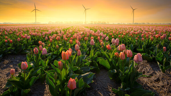 Wallpaper Nature, Beautiful, Background, Windmills, Flowers, Peach, Tulip, Field, Color, Sunrise