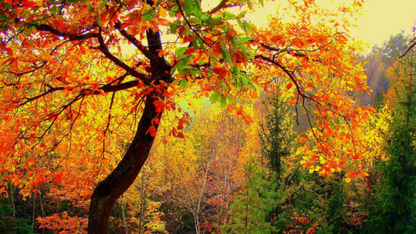 Wallpaper Tree, Beautiful, Fall, Green, Yellow, Autumn, Branches, Red