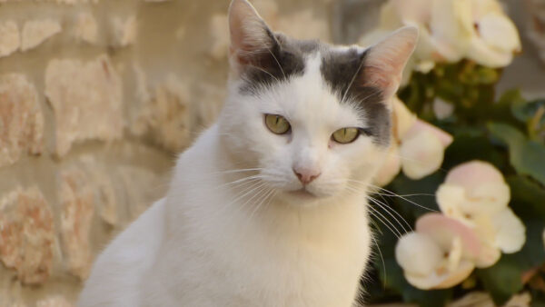 Wallpaper White, Sitting, Green, Background, Flowers, Cat, Leaves, Black