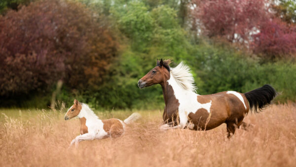 Wallpaper Background, Blur, Brown, Field, Nature, Are, Horse, White, Running, Horses, Wheat