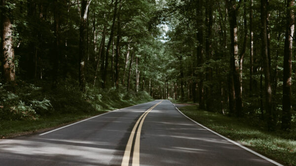Wallpaper Nature, Between, Road, Trees, Leaves, Green, Forest, Bushes