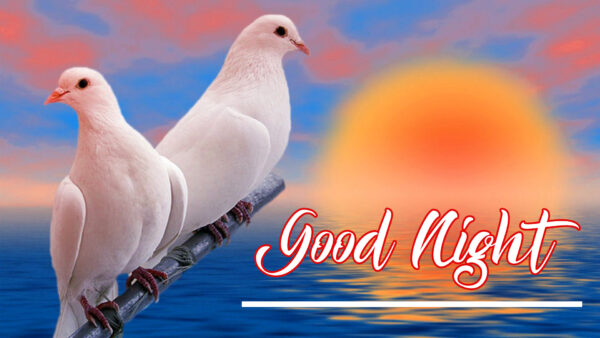 Wallpaper Pigeons, Good, Night, Two, White