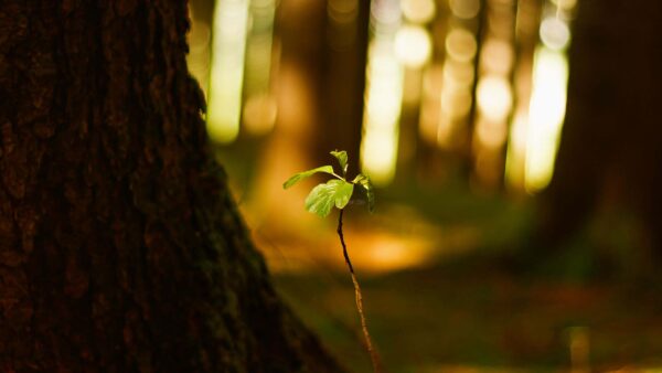 Wallpaper Blur, Leaves, Plant, Nature, Bokeh, Green, Background