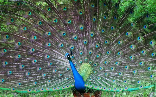 Wallpaper Peafowl, Indian