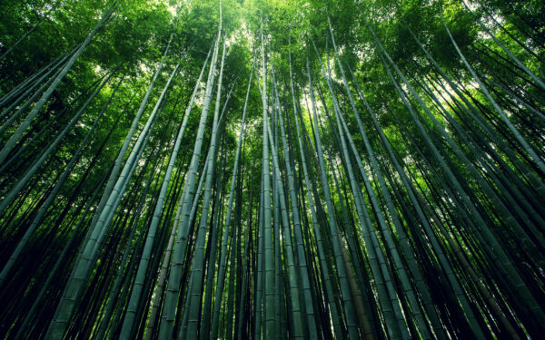 Wallpaper Forest, Bamboo