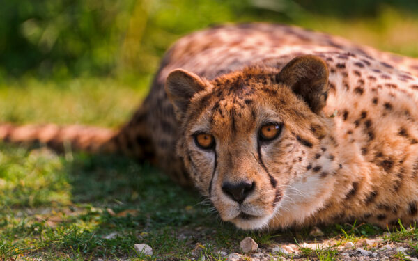 Wallpaper Cheetah, Lying