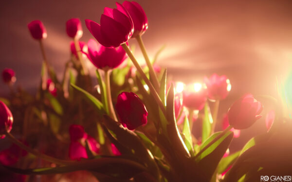 Wallpaper Vibrant, Tulips