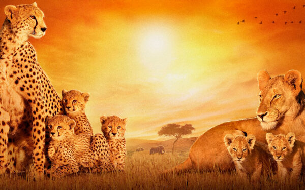 Wallpaper Cats, African