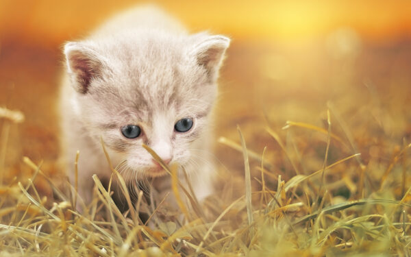 Wallpaper Kitty, Cute