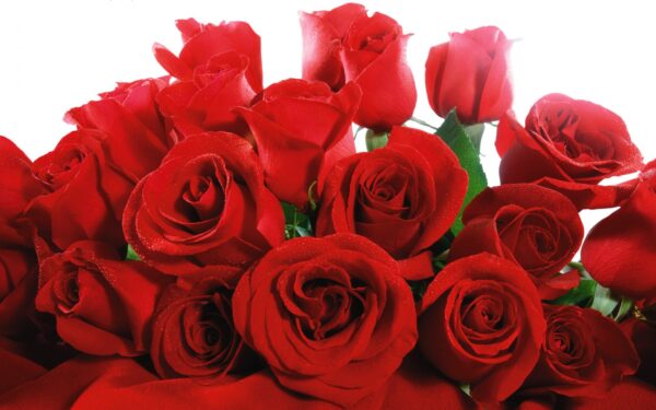 Wallpaper Roses, Valentine