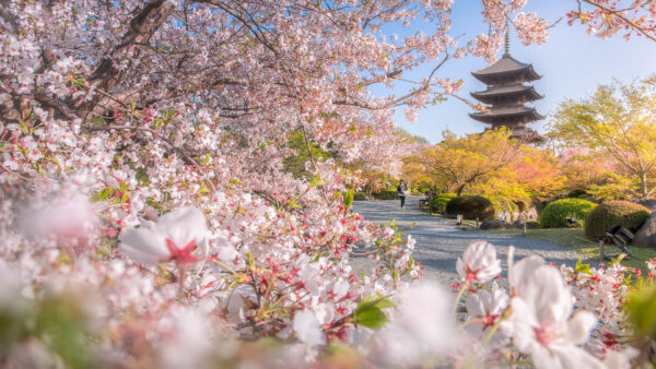 Wallpaper Temple, Park, Travel, Japan, Flower, Kyoto, With, Sakura, Blossom, Desktop, Spring, Toji, Pagoda