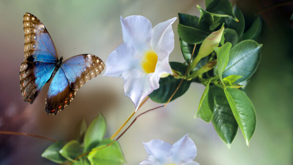 Wallpaper Blue, Near, Desktop, Butterfly, Flower, White, Mobile, Brown