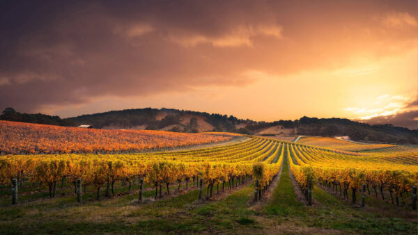 Wallpaper Download, 1920×1080, Wallpaper, Field, Background, Images, Clouds, Pc, Desktop, Cool, Free, Vineyard