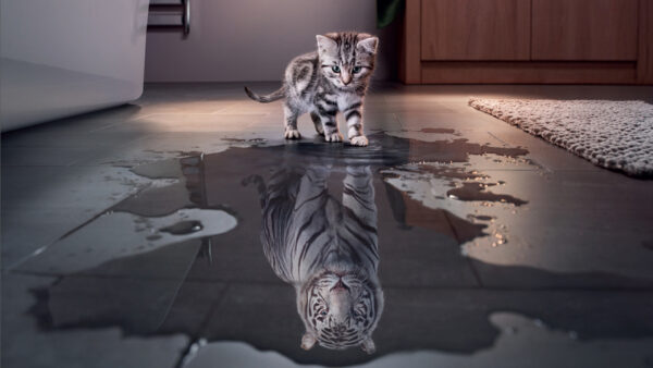 Wallpaper Desktop, Near, Standing, Reflection, With, Water, Kitten, Tiger